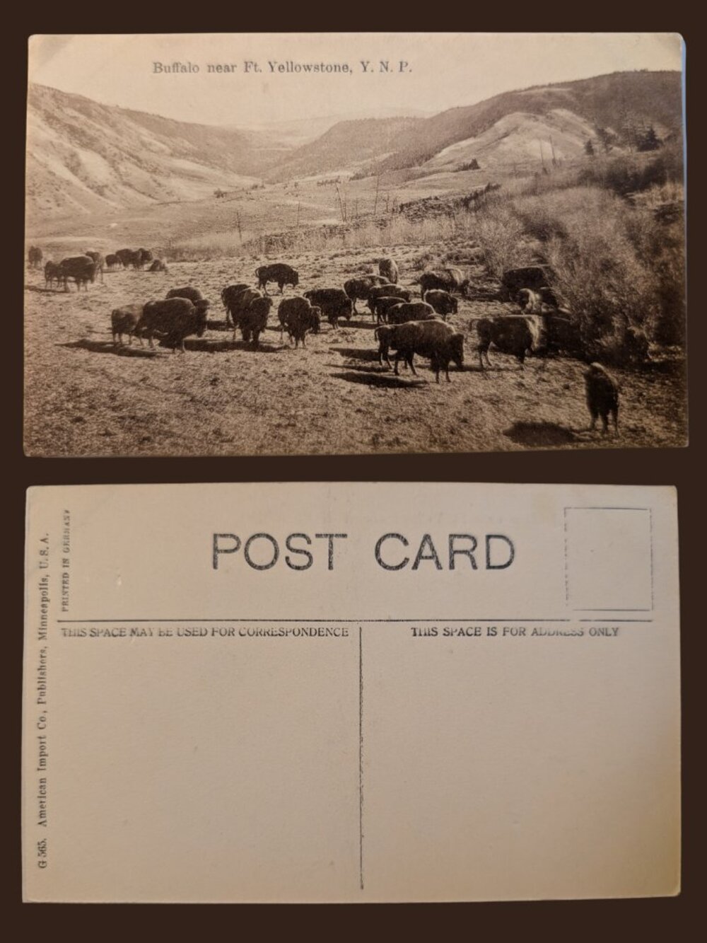 POSTCARD SALE 10/$20 Blank Buffalo in Yosemite National Park California Photo
